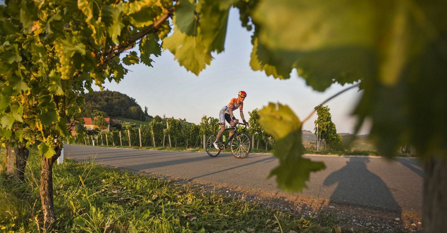 Radfahrer auf der Südsteirischen Weinstraße